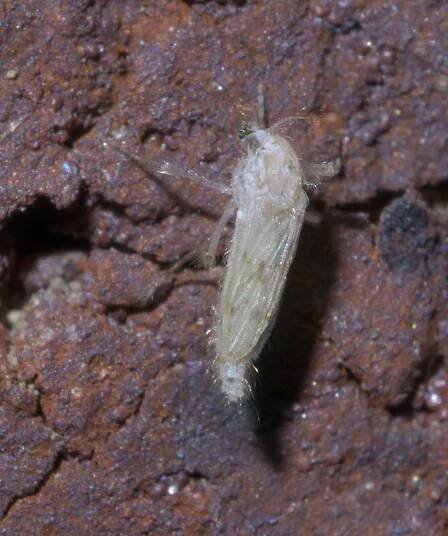 Chaoborus maculipes