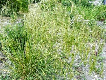 Deschampsia caespitosa " Vivipara " - metlice trsnatá živorodá Zahradnictví Krulichovi - zahradnictví, květinářství, trvalky