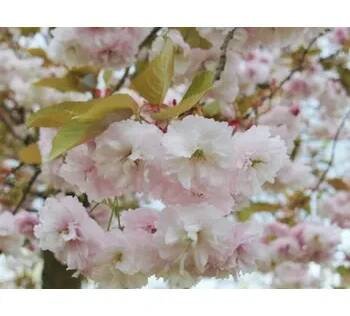 Sakura ozdobná 'Fugenzo' Balení: bal/airpot/kontejner, Tvar: obvod kmene 14/16