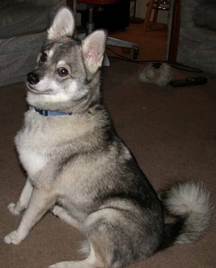 Alaskan Klee Kai - Simple English Wikipedia, the free encyclopedia