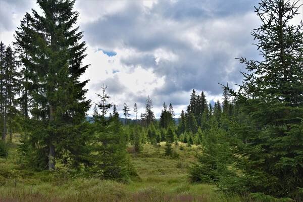 Modrava – Cikánská slať – Březník – Střípky ze zápisníku