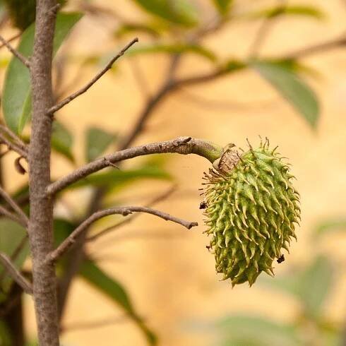 Graviola (Annona muricata L. Folium) sušené, řezané listy (4)