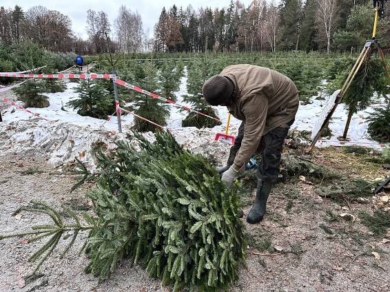Plantáže čelí velkému náporu zákazníků. Někteří si vybraný stromek i zamykají