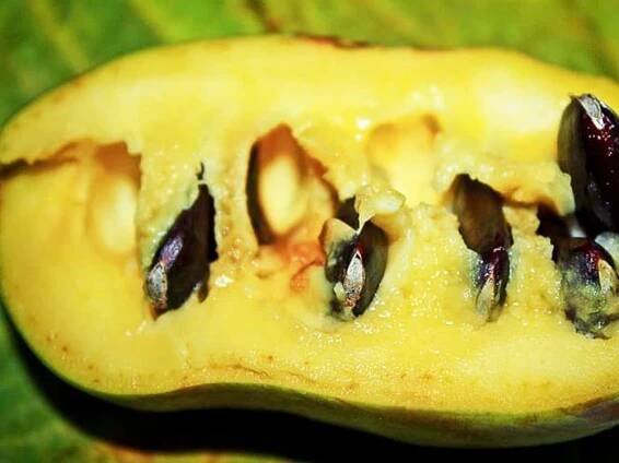 Asimina triloba 'Mary Foos Johnson' - asimina - Bambuscentrum.cz