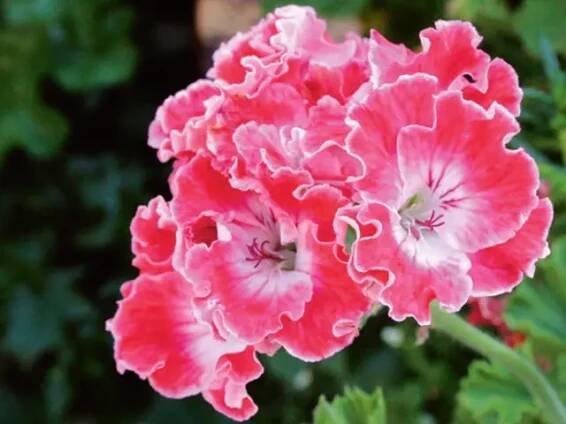 Velkokvětá pelargonie Joy