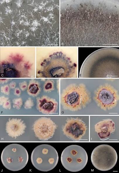 From seagrass roots to saline soils: discovery of two new genera in Lulworthiales (Sordariomycetes) from osmotically stressed habitats