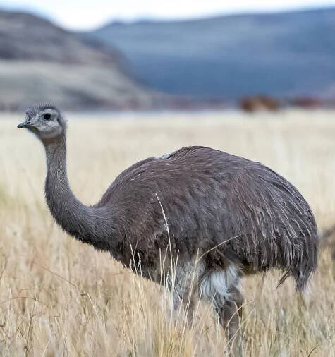 Restoring the Ñandú Population in Patagonia National Park - Fundación Rewilding Chile