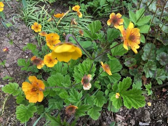 Kuklík, Geum × heldreichii