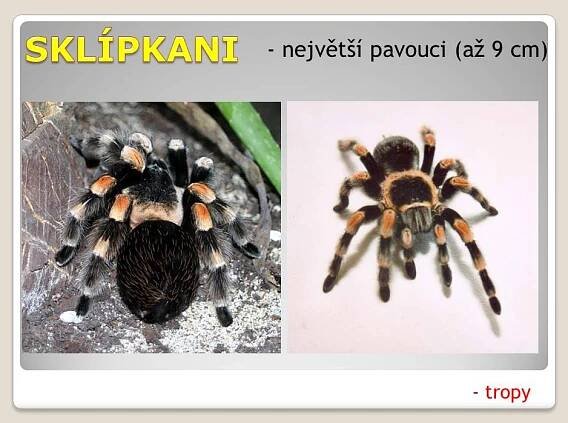 Pavoukovci – Materiály pro žáky ZŠ
