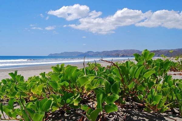Soubor:Santa Rosa National Park.jpg – Wikipedie