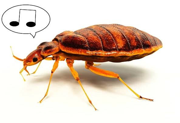 The Bed Bug: A Musical Muse
