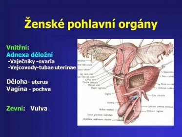 Vnitřní: Adnexa děložní. -Vaječníky -ovaria. -Vejcovody-tubae uterinae. Děloha- uterus. Vagína - pochva. Zevní: Vulva.