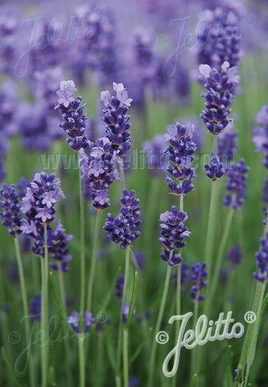 Lavandula angustifolia 'Hidcote Blue-Strain' - Levandule lékařská