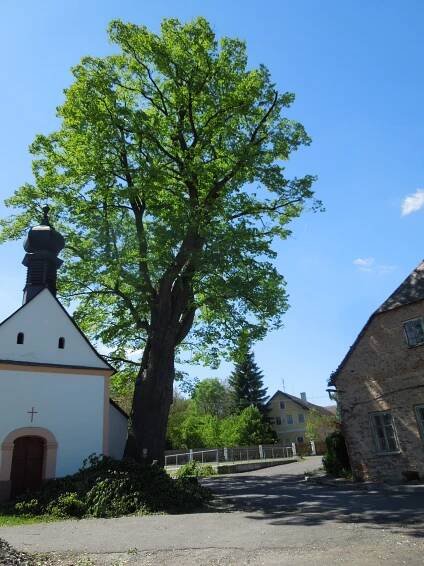 OŠETŘENÍ PAMÁTNÝCH STROMŮ • DZIG DZIG