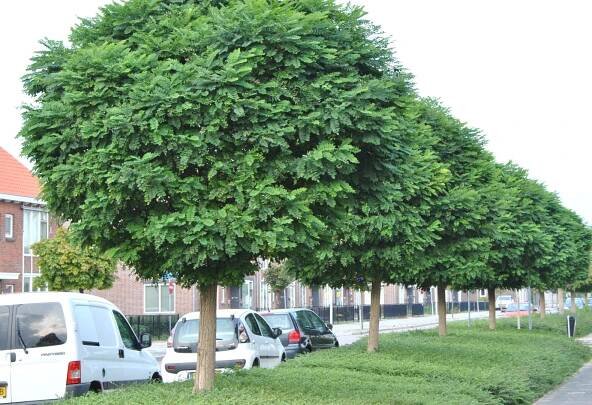 Trnovník akát 'Umbraculifera' - Zahradní centrum 