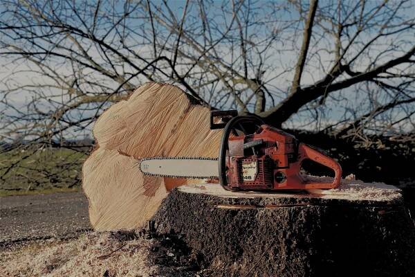 Tree Service Spokane WA | Spokane Tree Removal Service 