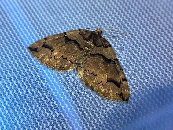 Dayton Insects