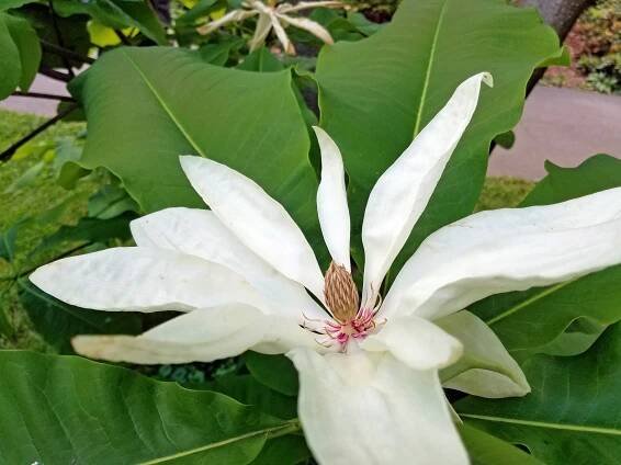 Magnolias — Highland Park Conservancy