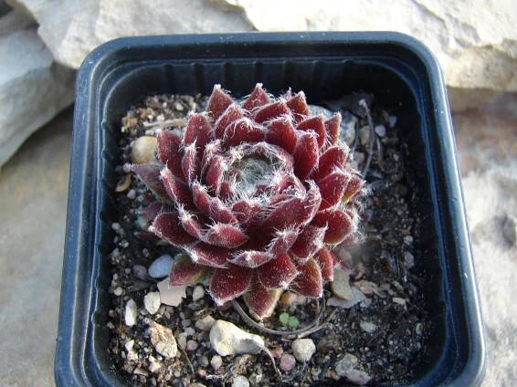 Sempervivum netřesek Red Wings