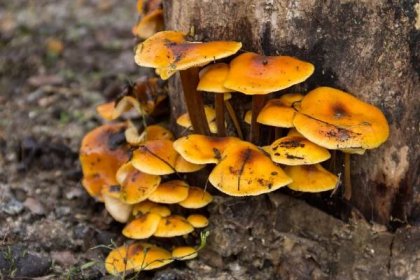 Pavučinec plyšový: Hodně zákeřná houba. Jak ho odlišit od václavky?