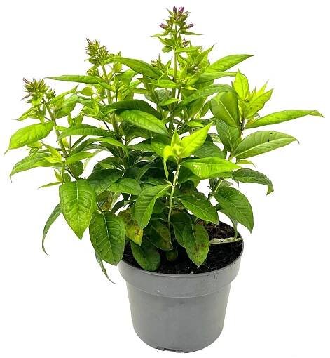 GROW by OBI Plamenka latnatá (Phlox paniculata) výška cca 32 cm