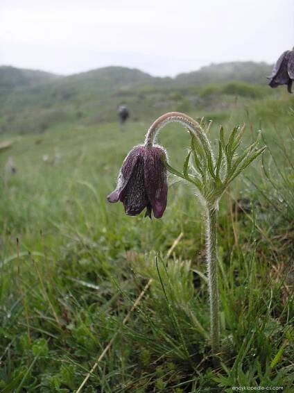 Koniklec horský (Pulsatilla montana)