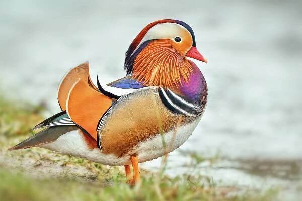 Kachnička mandarinská (Aix galericulata)
