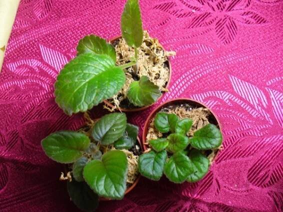 gesneriaceae, podpětovité, saintpaulia, STREPTOCARPUS | pěstování a množení