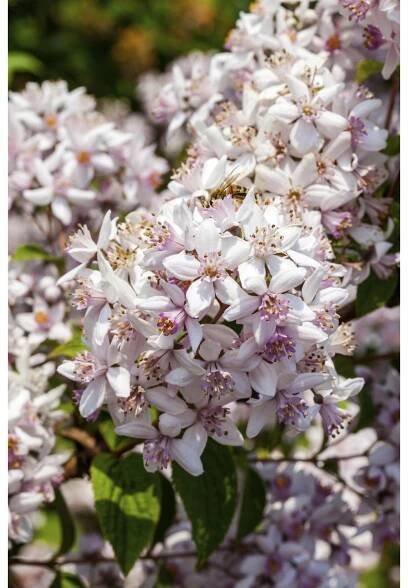 GROW by OBI Trojpuk (Deutzia) "Strawberry Field" růžová 40-60 cm, 3,5 l
