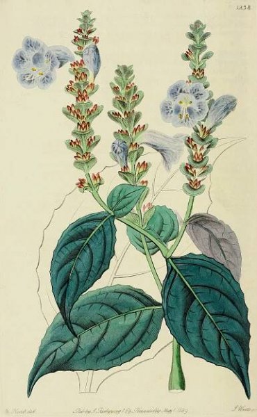 Angiosperm families - links to images 