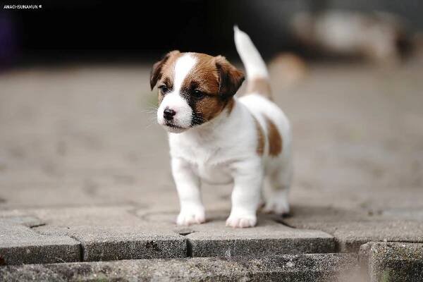Štěňata - Jack Russell Teriér - Úhonice - Anachsunamun / ťapka.cz