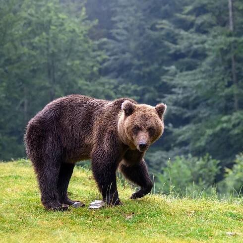 medvěd: Ursus – rod velkých šelem z čeledi medvědovitých