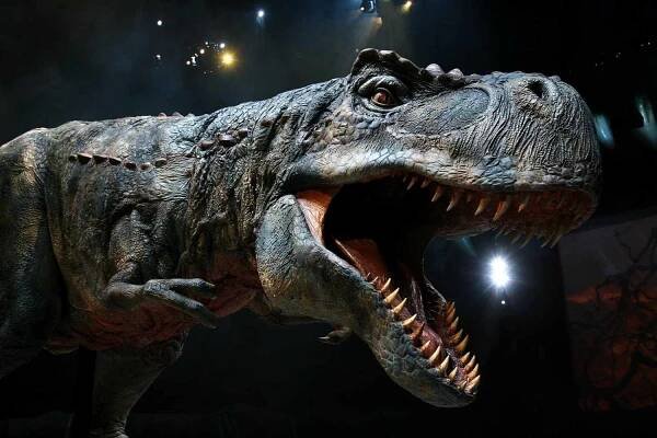 A model of gorgosaurus, who may instead be another example of albertosaurus