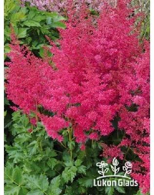 Astilbe arendsii HEAVY METAL - čechrava
