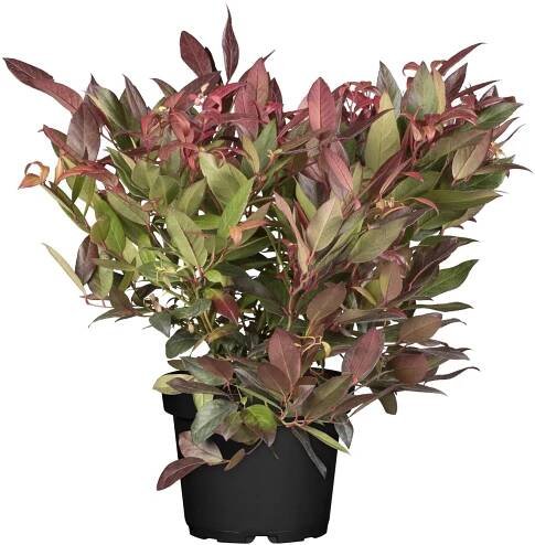 OBI Leucothoe "Scarletta" bílá výška cca 5 - 10 cm květináč cca 2 l Leucothoe