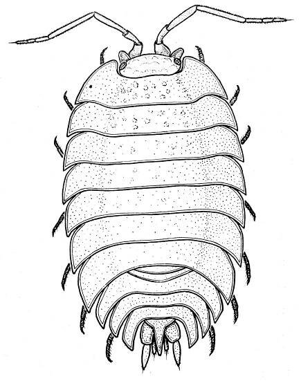 Ekhöfts Krebstiere – Ekhöft