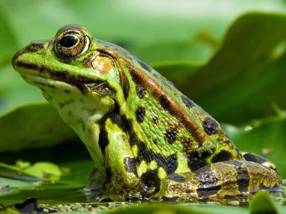 Vlastnosti, typy, systémy, reprodukce, obojživelníci / Biologie