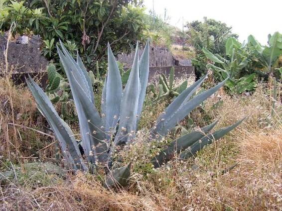 Agave americana