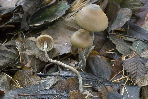 Psilocybe bohemica - lysohlávka česká