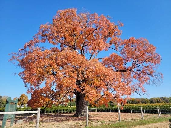 Heritage tree