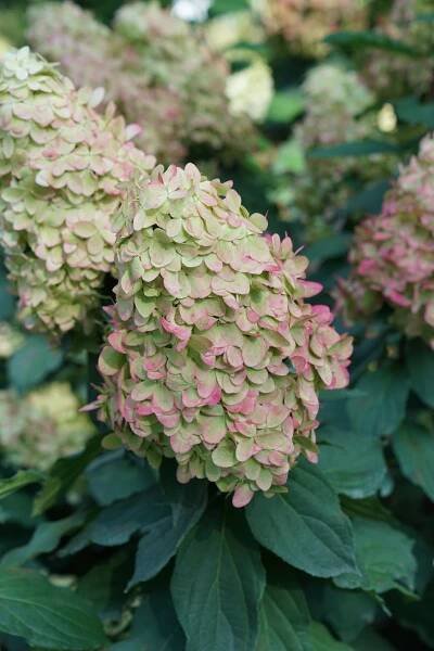 Limelight Prime® - Panicle Hydrangea - Hydrangea paniculata | Proven Winners