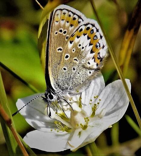 Idasblĺvinge, Plebejus idas hun. Valdres 950 m., Oppland, Norge d. 8 august 2017. Fotograf; Gerd Elisabeth Grini