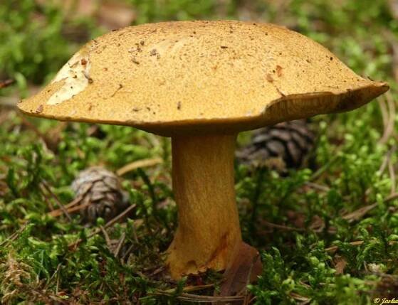 Hřib strakoš - Suillus variegatus | www.ohoubach.cz