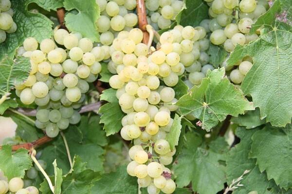 Weingut am Honigberg 