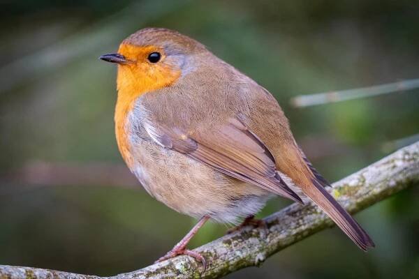 samec robin
