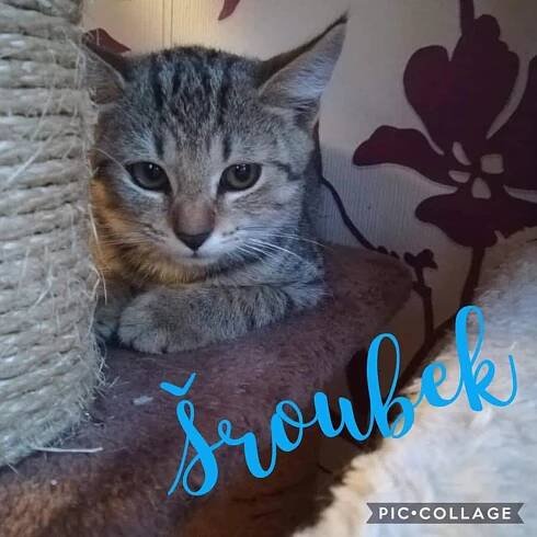 Šroubek - Kočičí domov Sluníčko