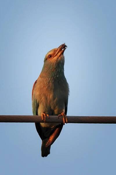 Mandelík hajní (Coracias garrulus)