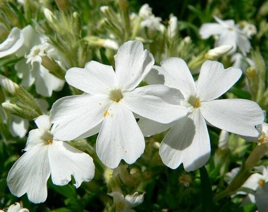 Flox šidlolistý - Phlox subulata ́Caldives White ́