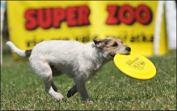 Ulli - Fotoalba - Brněnské psí dny 2011 a další dogfrisbee 
