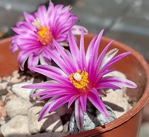 turbinicarpus pseudopectinatus fma. rubriflorus MZ736